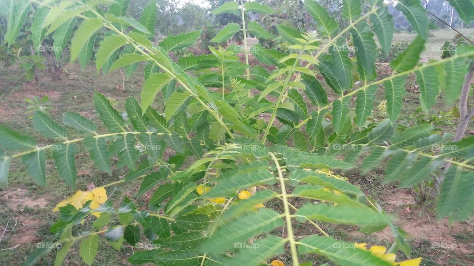 a beautiful plant in the jungle.