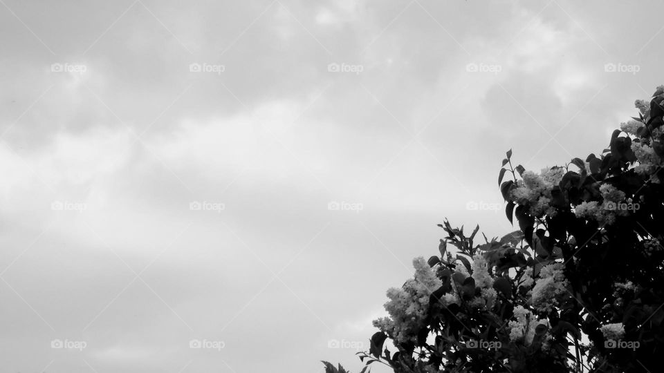 Plants corner in a 3x2 photography
