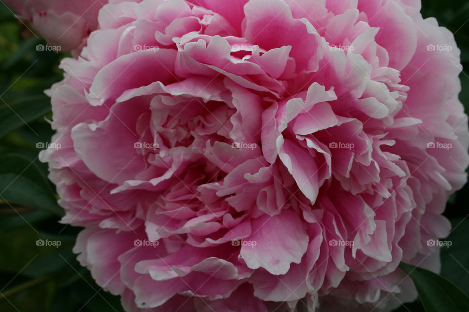 Pink Peony