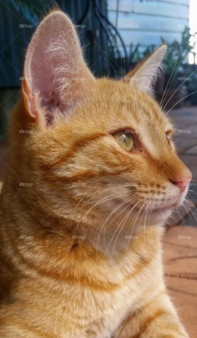 Ginger tabby cat in deep thought photograph taken in Tooraweenah NSW Australia