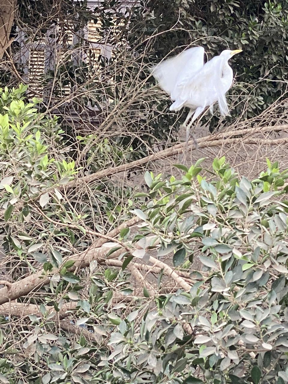 A flying cattle egret 