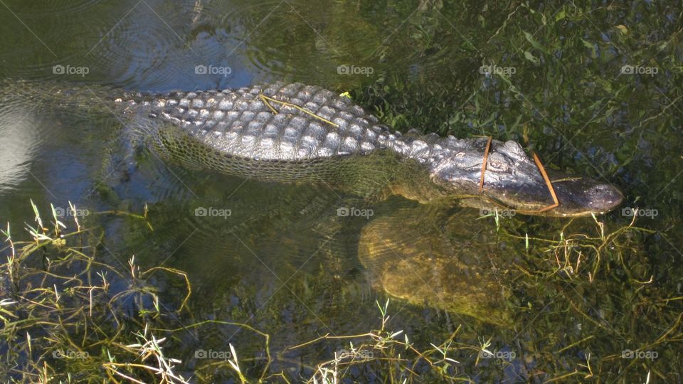 Alligator 