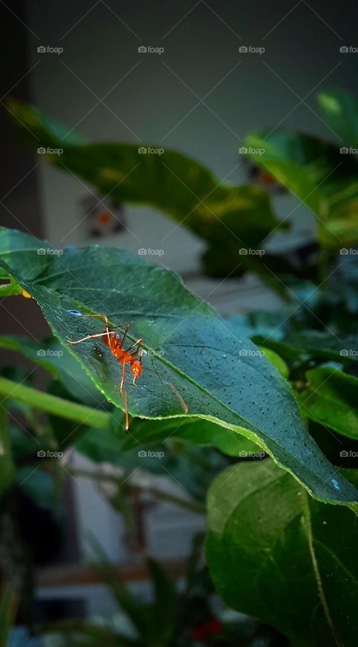 red ant on a bidara leaf