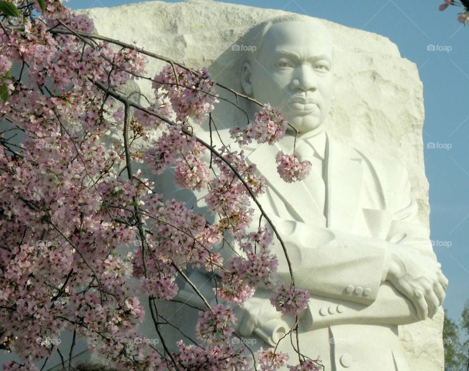 Blossoms on MLK Jr memorial