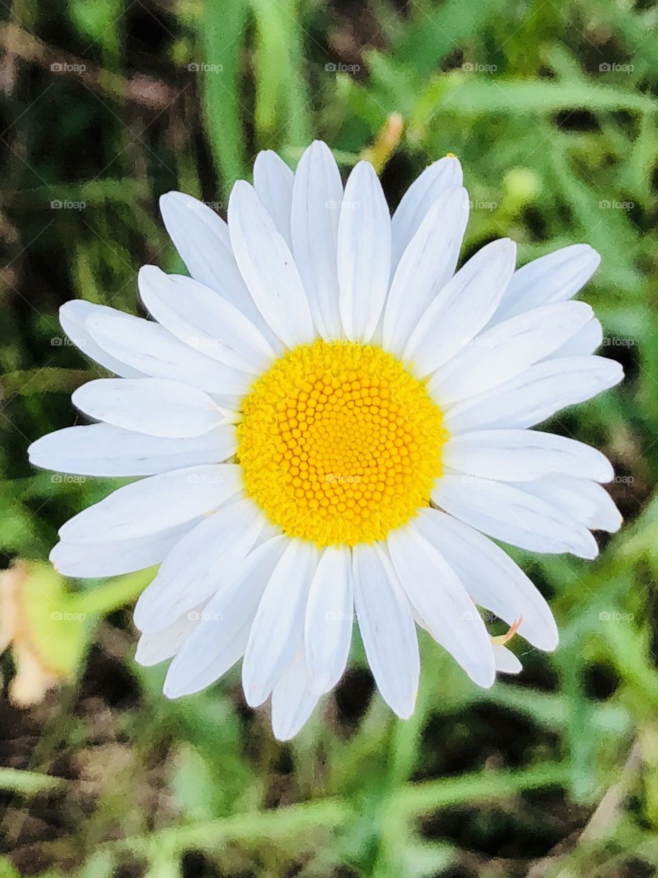 Spring Daisy
