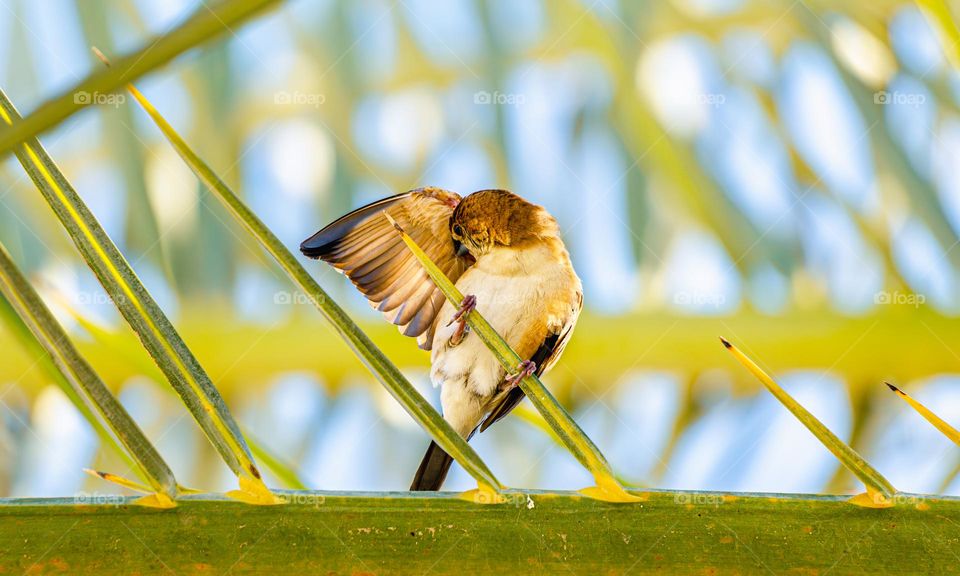 Bird on a branch in sunny weather