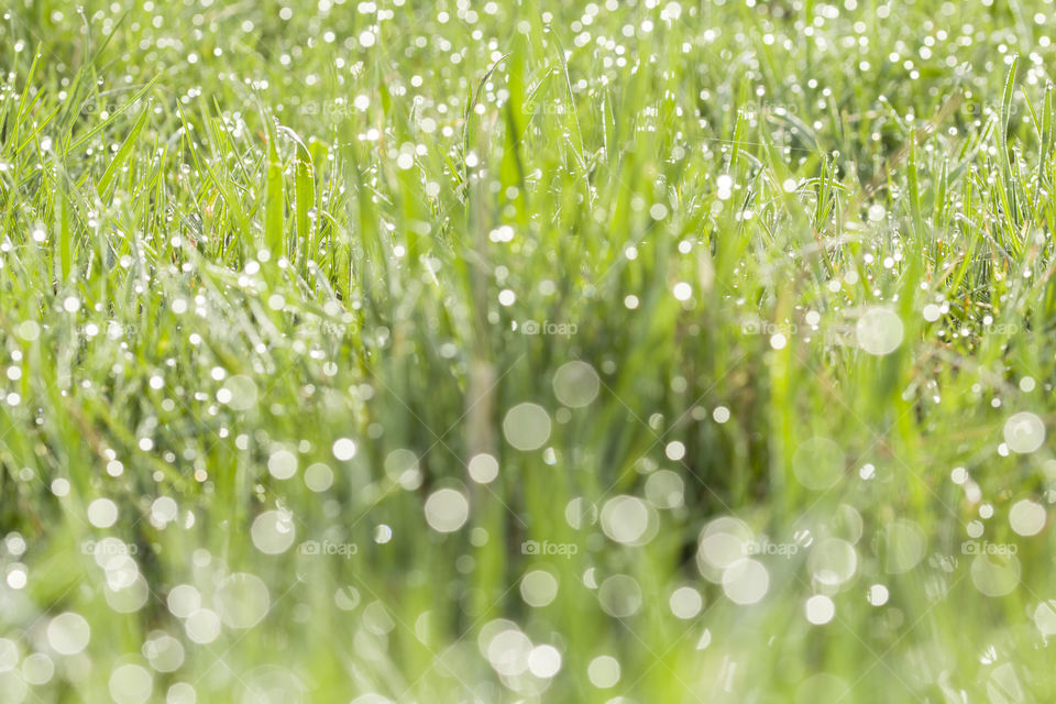 spring freshness concept : green grass with dew drops.  close up,  bokhe effect