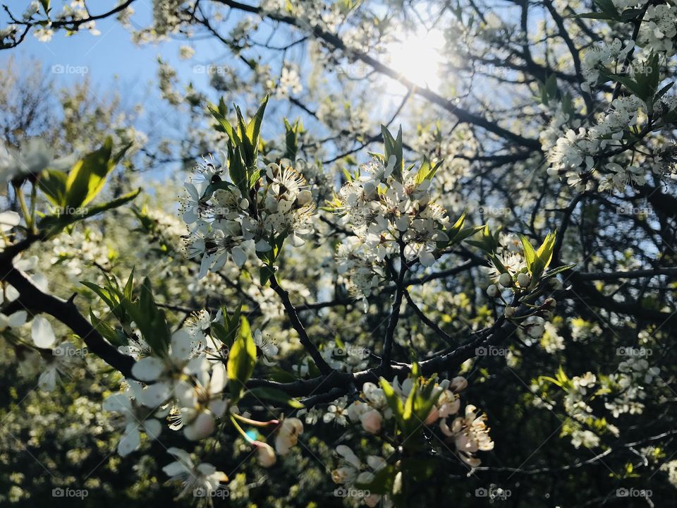 Gorgeous white flowering tree found on nature walk on beautiful blue sky sunny day🐰