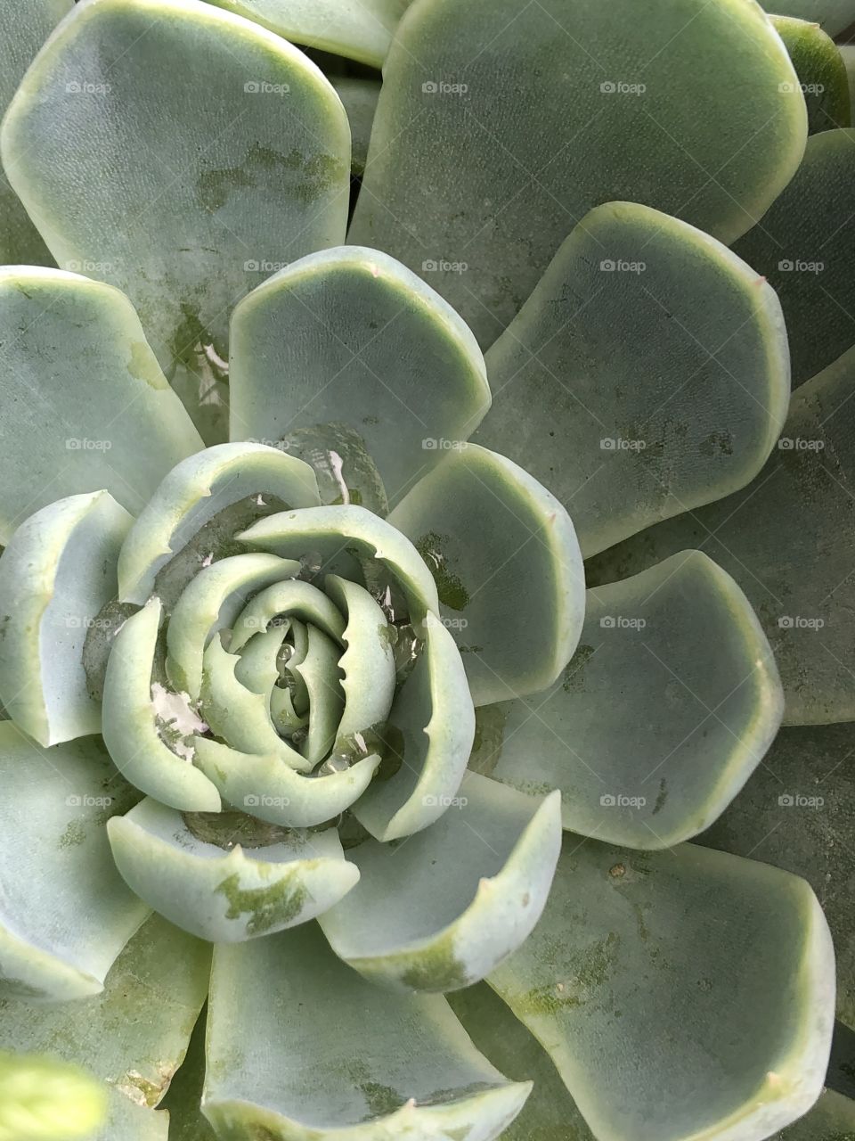 Smooth green succulent 