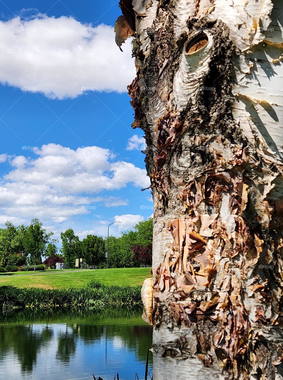 close up view of a brown and white beech tree with peeling bark by a reflecting pond on a Summer afternoon in Oregon