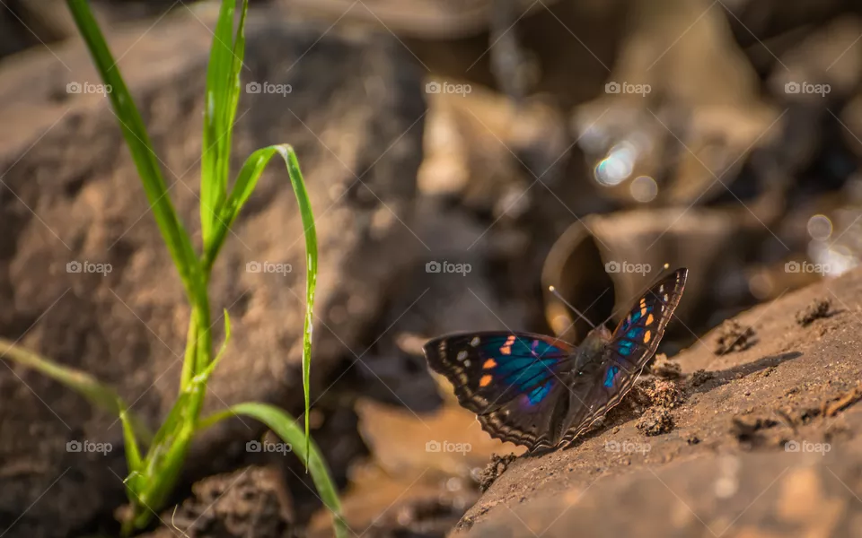 butterfly