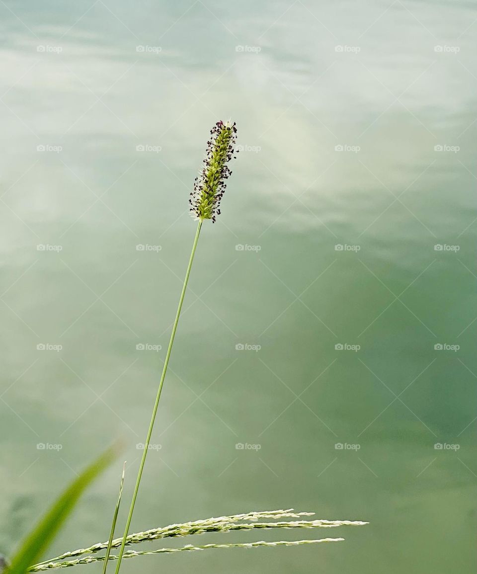 Pond weed