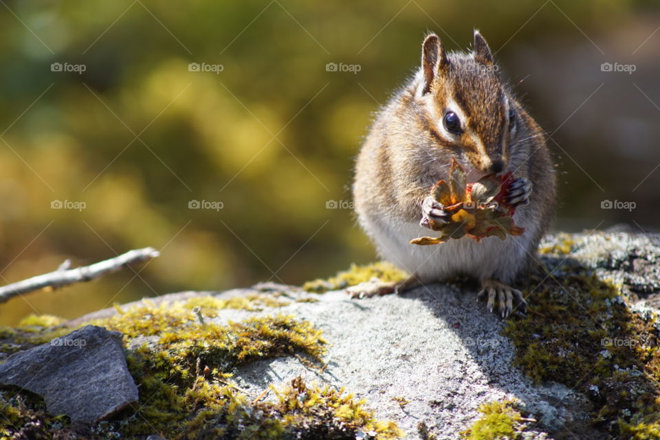 chipmunk munching on a strawberry. on my hike i threw strawberry tops onto the gound and the chipmunks feasted on them