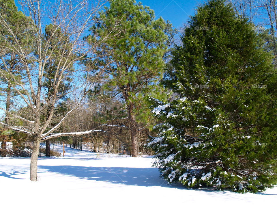 Trees in snow