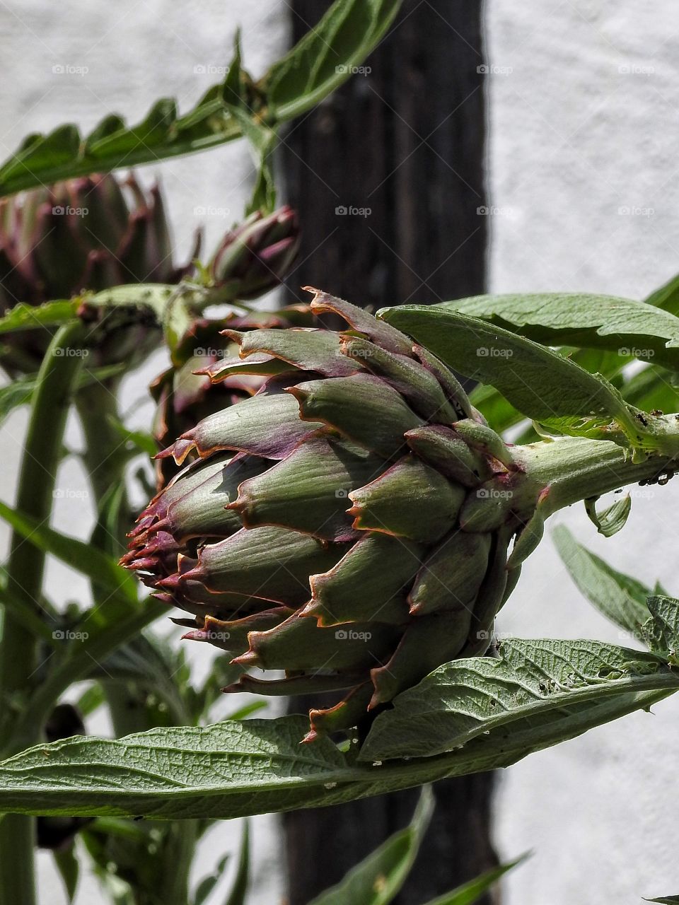 Close-up of artichoke