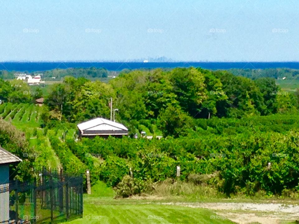 Tawse Vineyard 