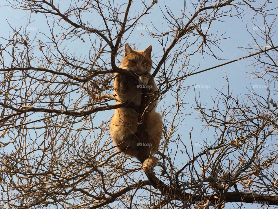 Tanning cat. Taken by iphone 5s from a cat which was taking a sub bath up a tree 