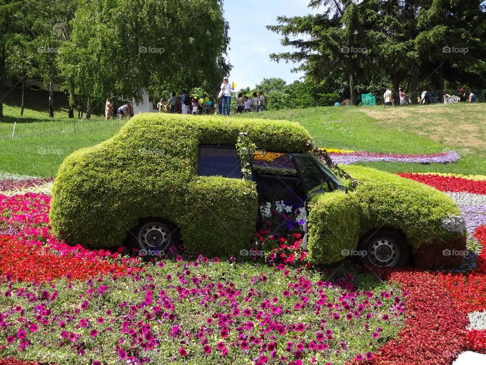 In summer even cars bloom