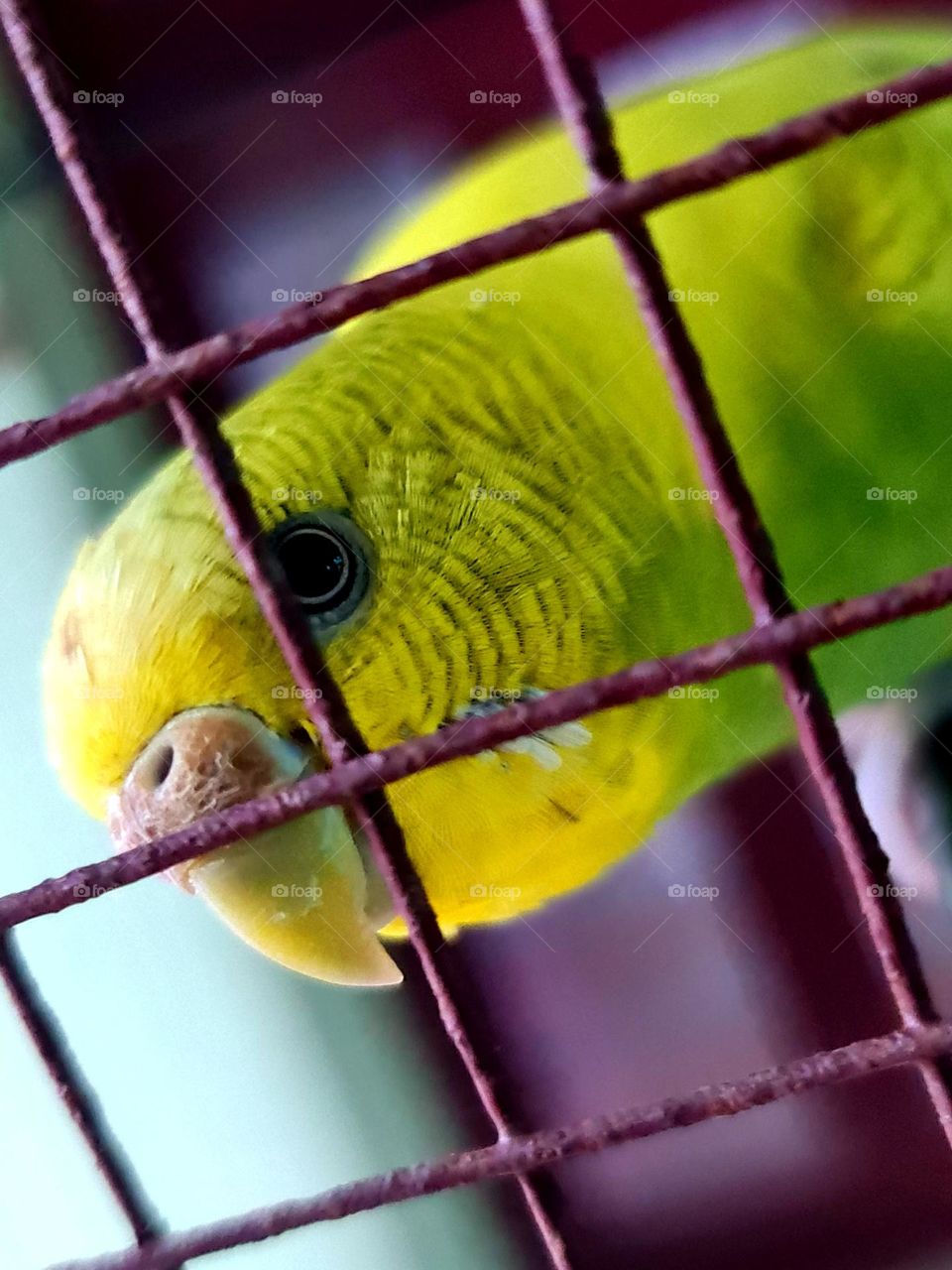 The bird is powered by its own life and its motivation....Beauty of God's creation..