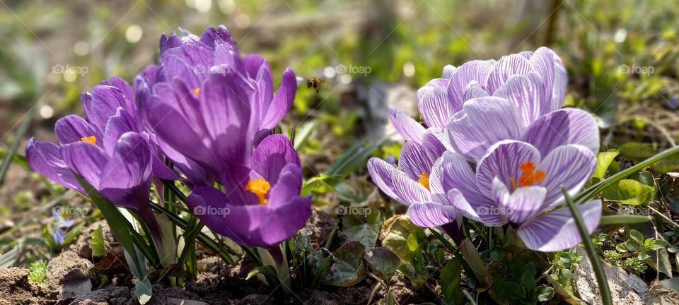 crocuses