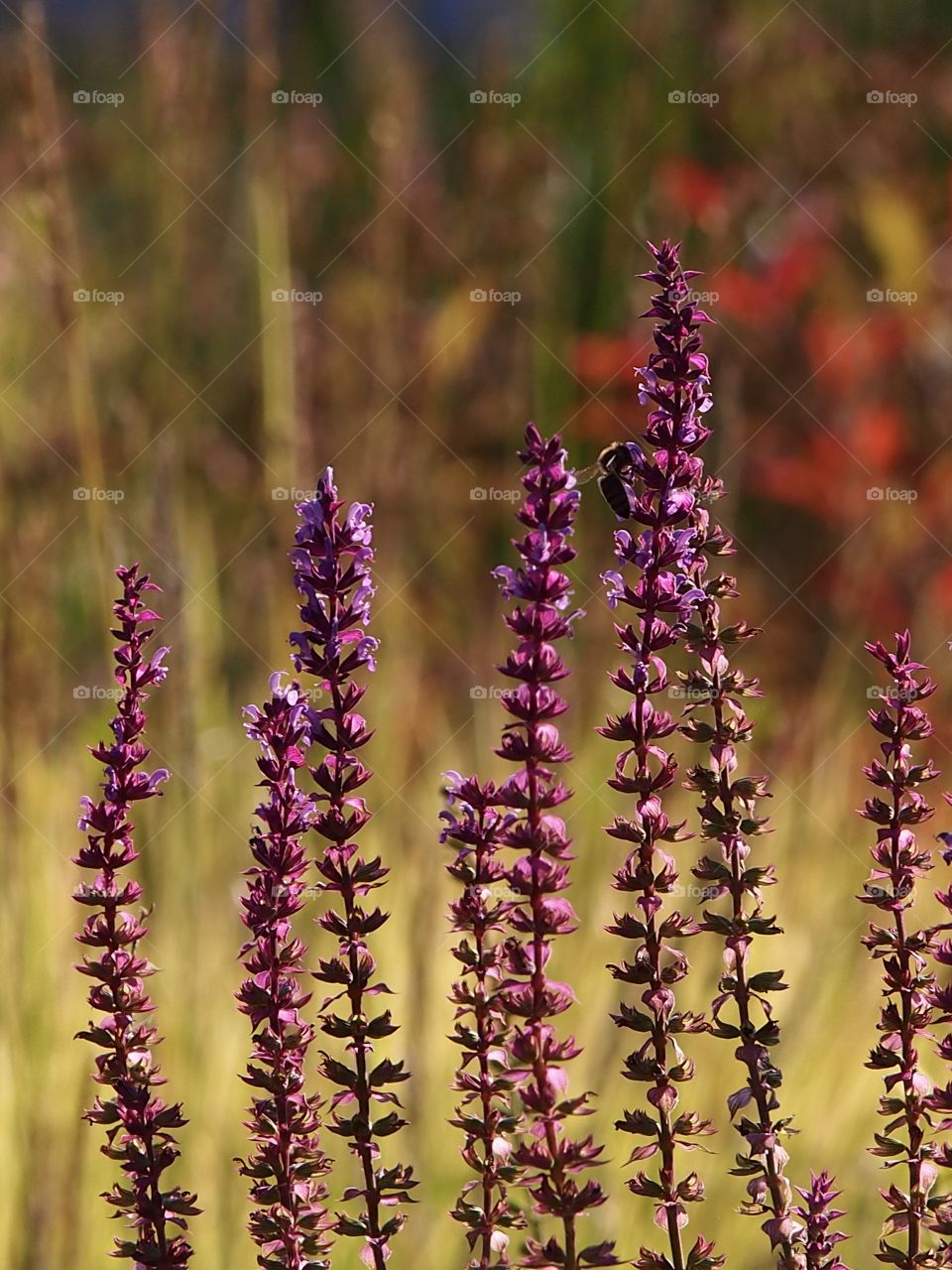 Flowers for the nice day