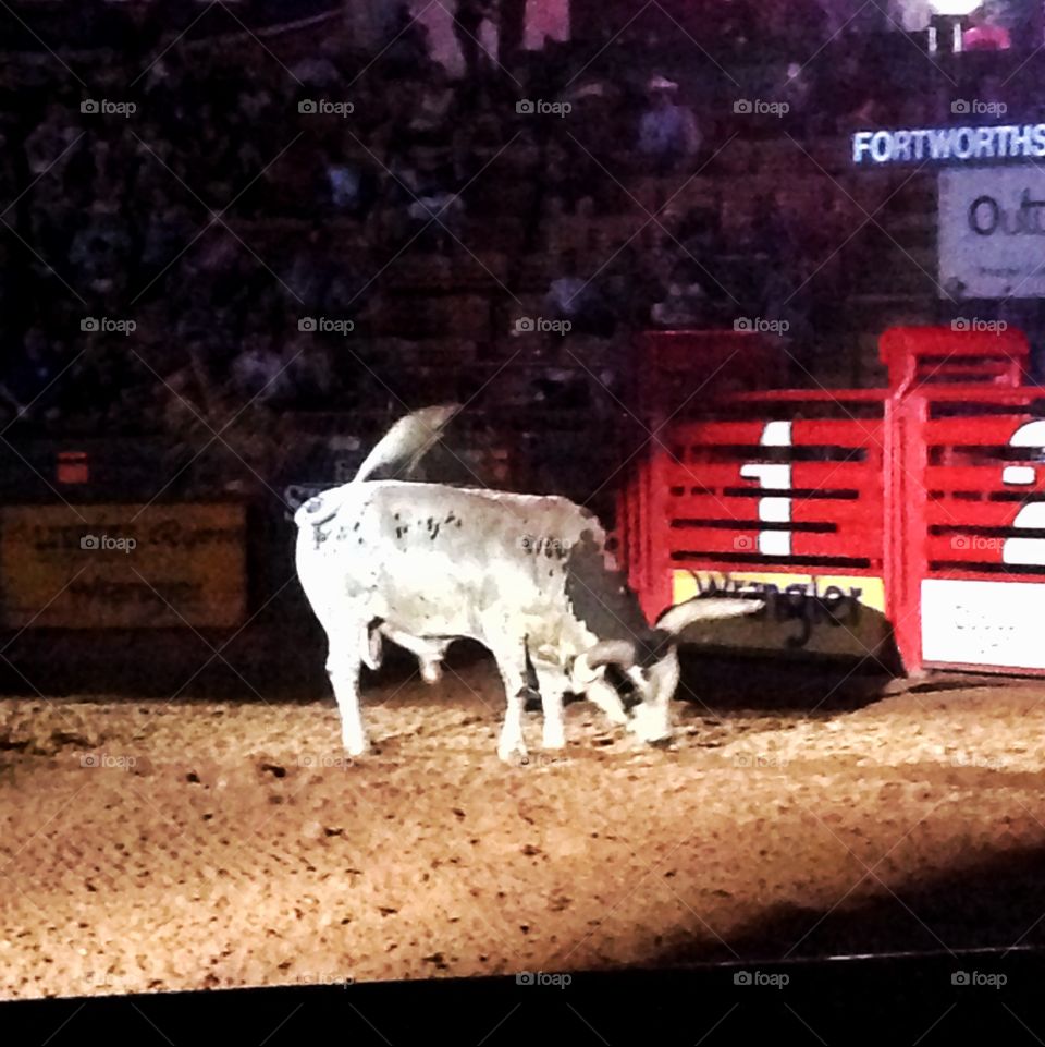 That's bull. Bull in rodeo arena
