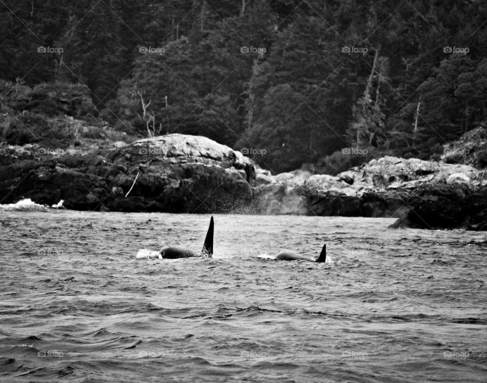 Black and White Orcas