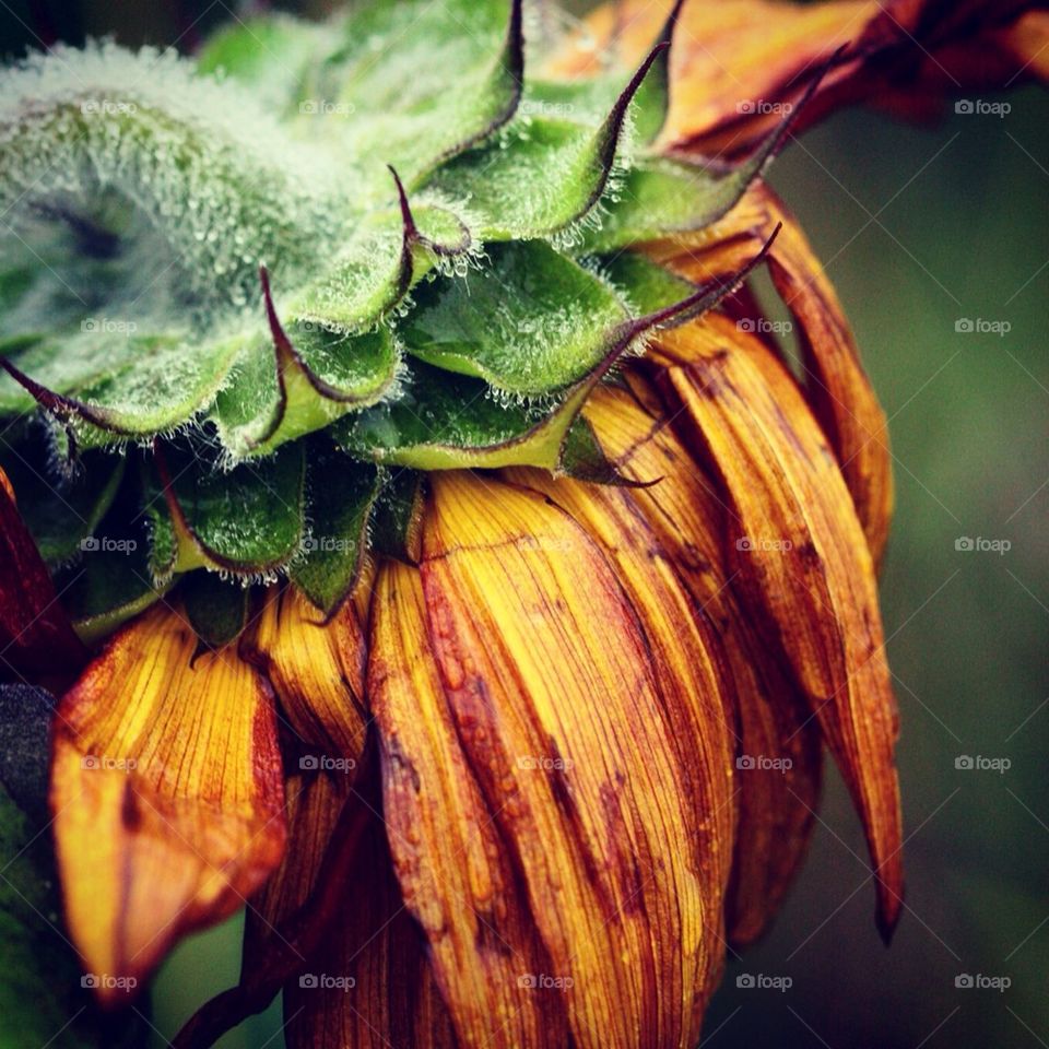 Dying sunflower..