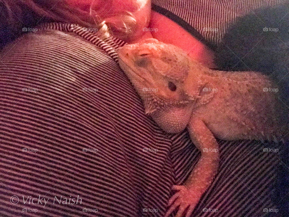 That is one seriously happy Bearded Dragon! Fast asleep on my shoulder & the pups are lower down on my lap snoring in unison. All four of us are seriously considering sleeping until the sun is warm again! 