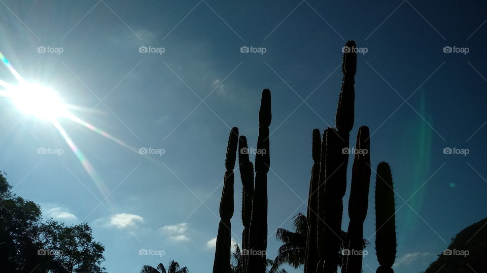 الطبيعة ، الطقس الجيد ، المناظر الطبيعية الجميلة ، أشعة الشمس ، البستان ، الأشجار والنباتات.