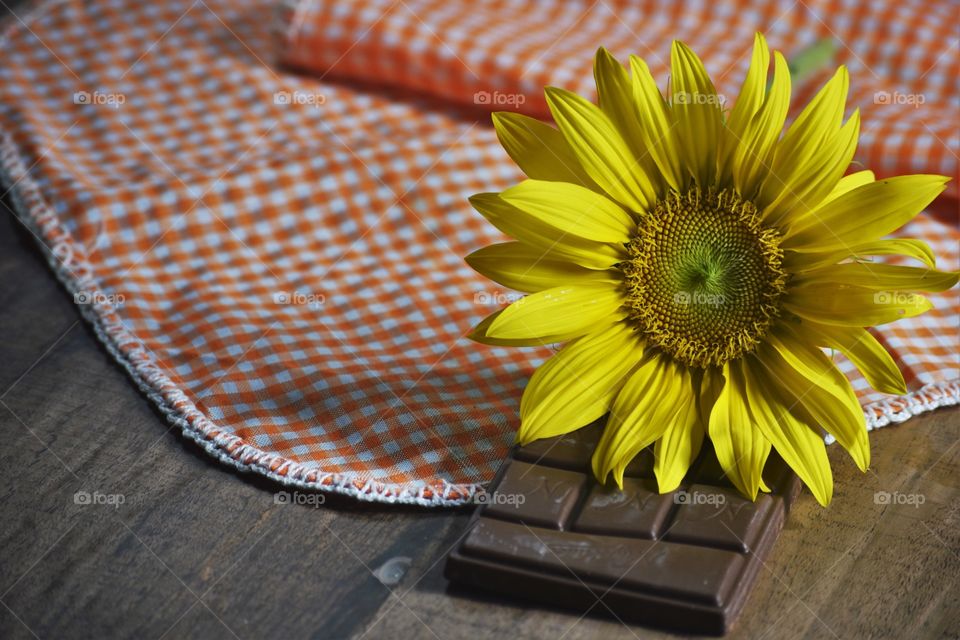 Sunflower and chocolate/ Girassol e chocolate 