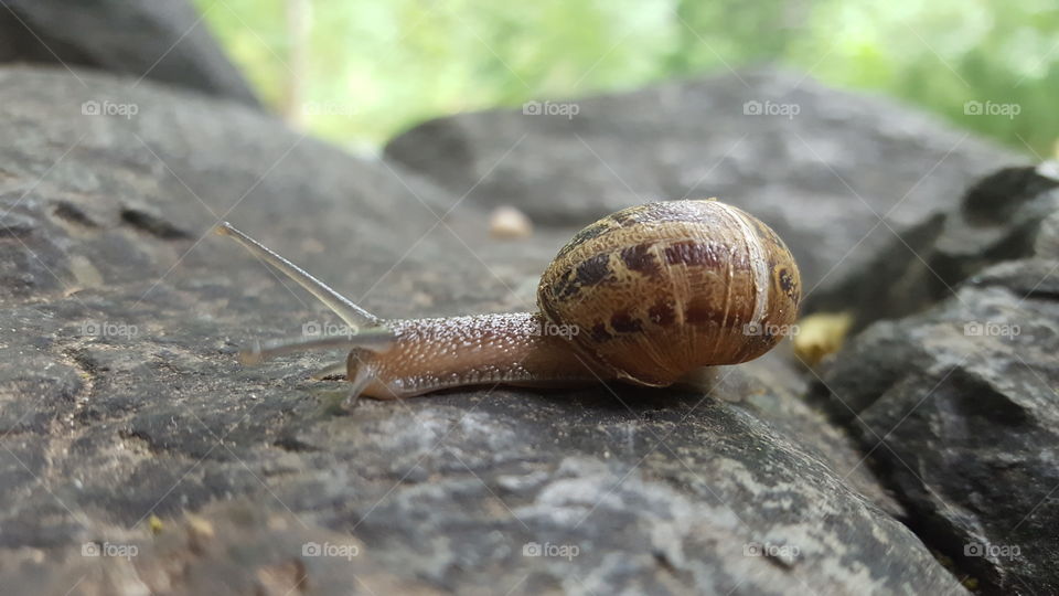 Snail