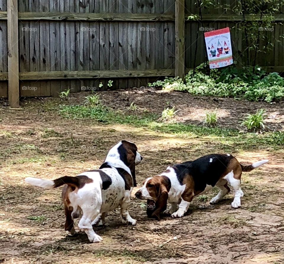 Fudge Nugget on the attack, as she closes in on her Tripper Doodle- watch out! She’s going for the ankle! 