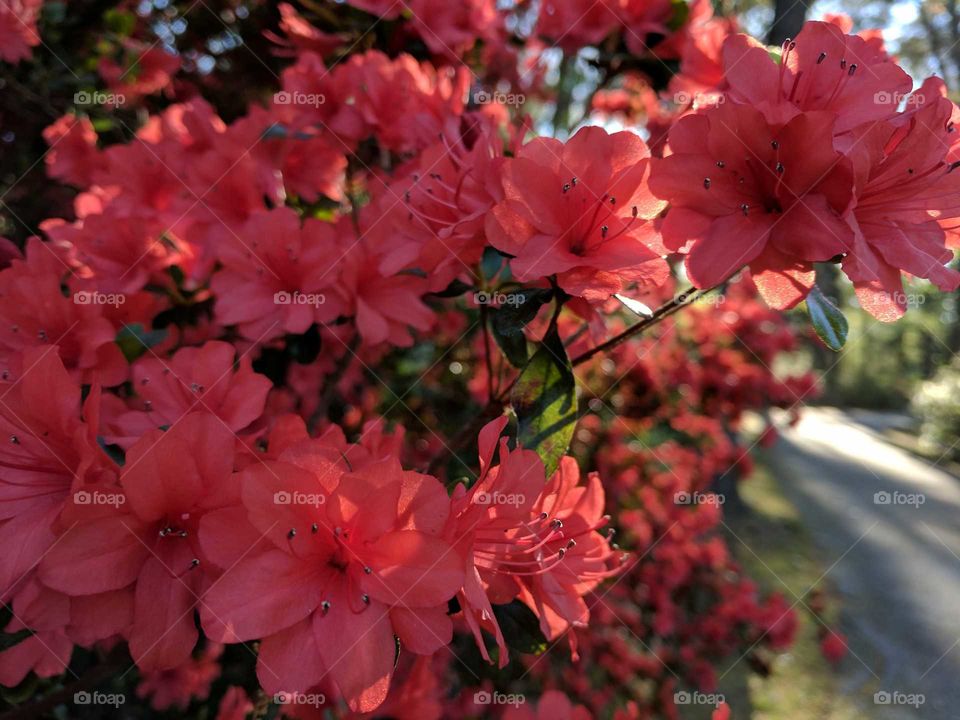 azaleas