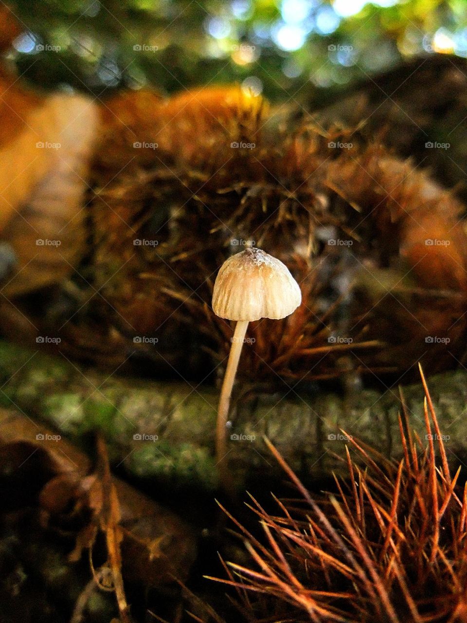 Close-up of a macro white wood mushroom on a green mossed brach surrounded by deep red/orange horse chestnut husks