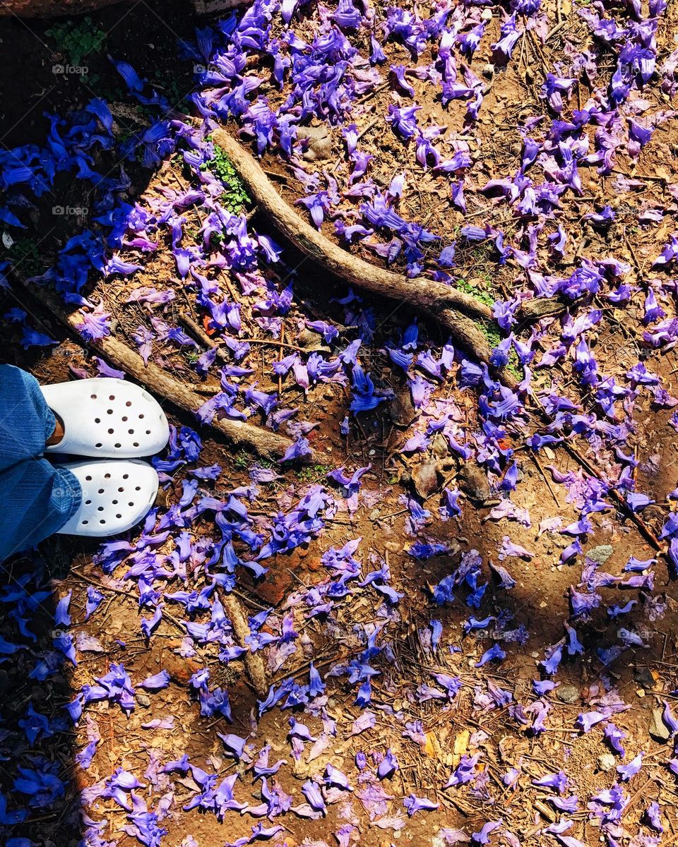 lilac flowers fallen to the ground on a person's shoes