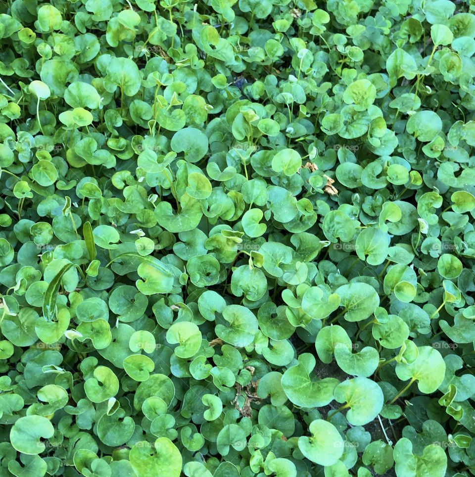 Bright green ground cover blooming in spring 