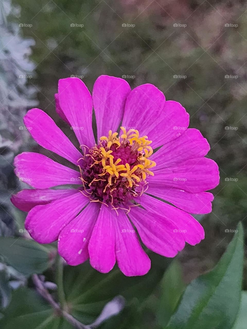 pink zinna