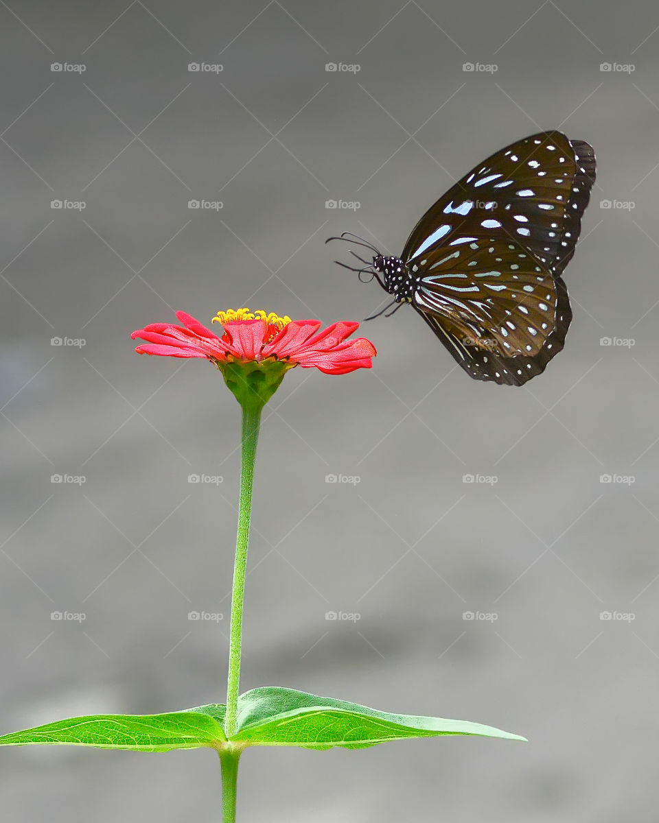 closeup of butterfly pollinating on pink flower