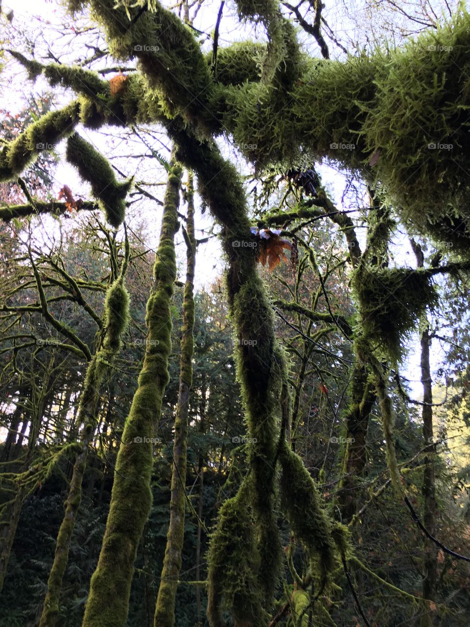 Moss covered on trees in forest