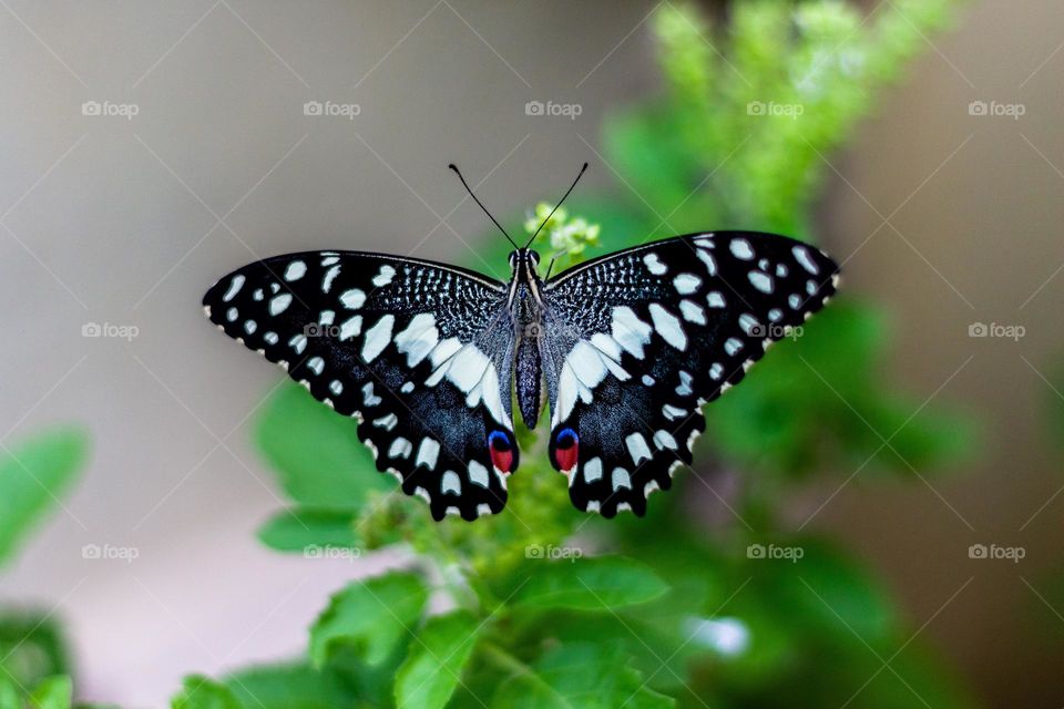 Beautiful and colourful butterfly