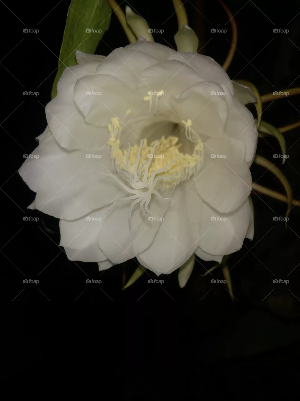 from my garden