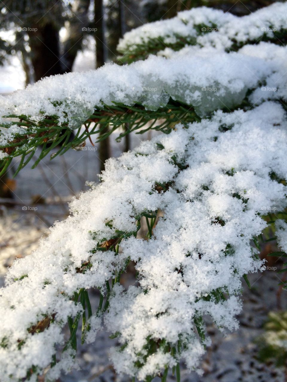 First snow on a pine tree