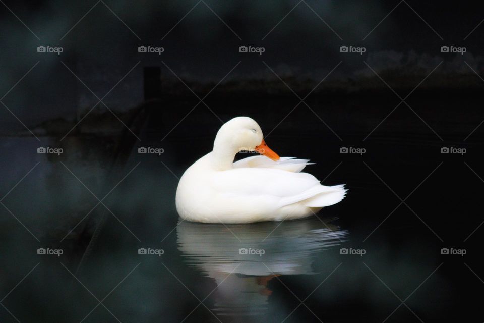 White duck looking like it’s smiling while swimming on the lake.