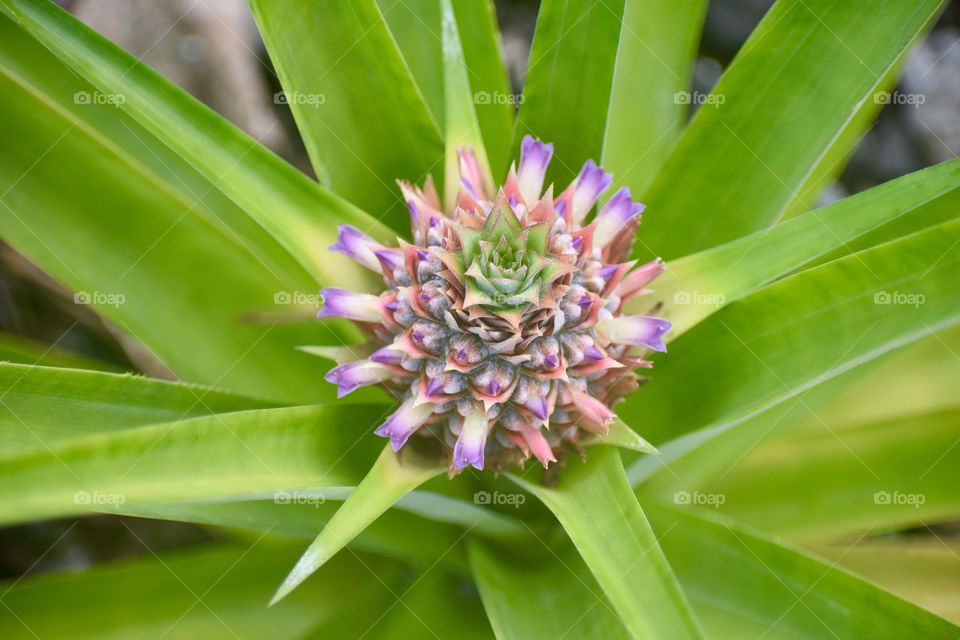 Baby pineapple plants are incredibly colorful and always changing