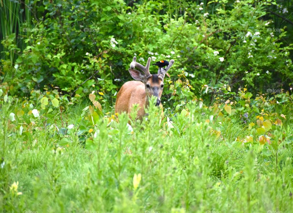 A redwing blackbird sits atop a buck’s antlers in the meadow