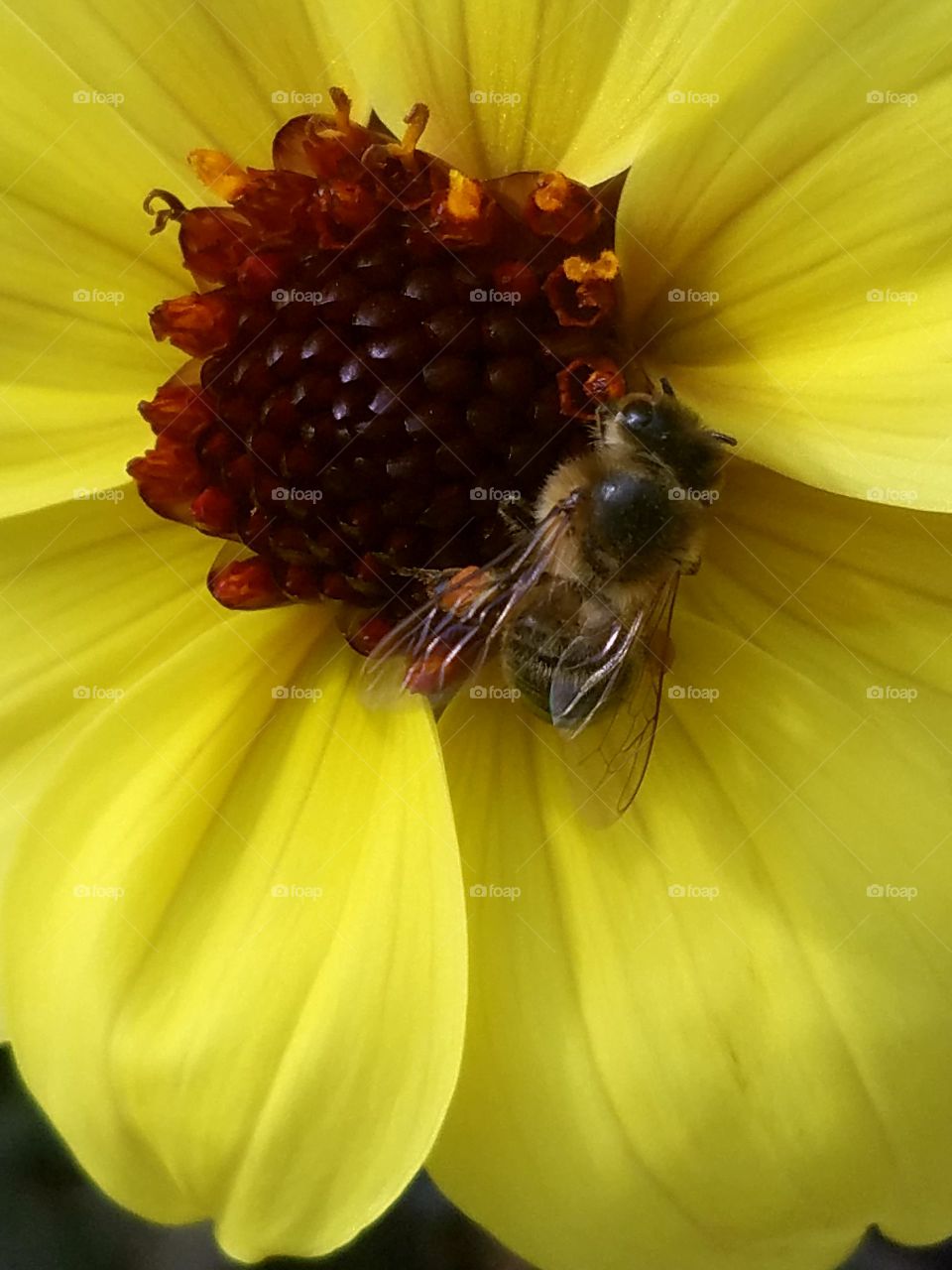 A bee hard at work pollinating flowers before winter