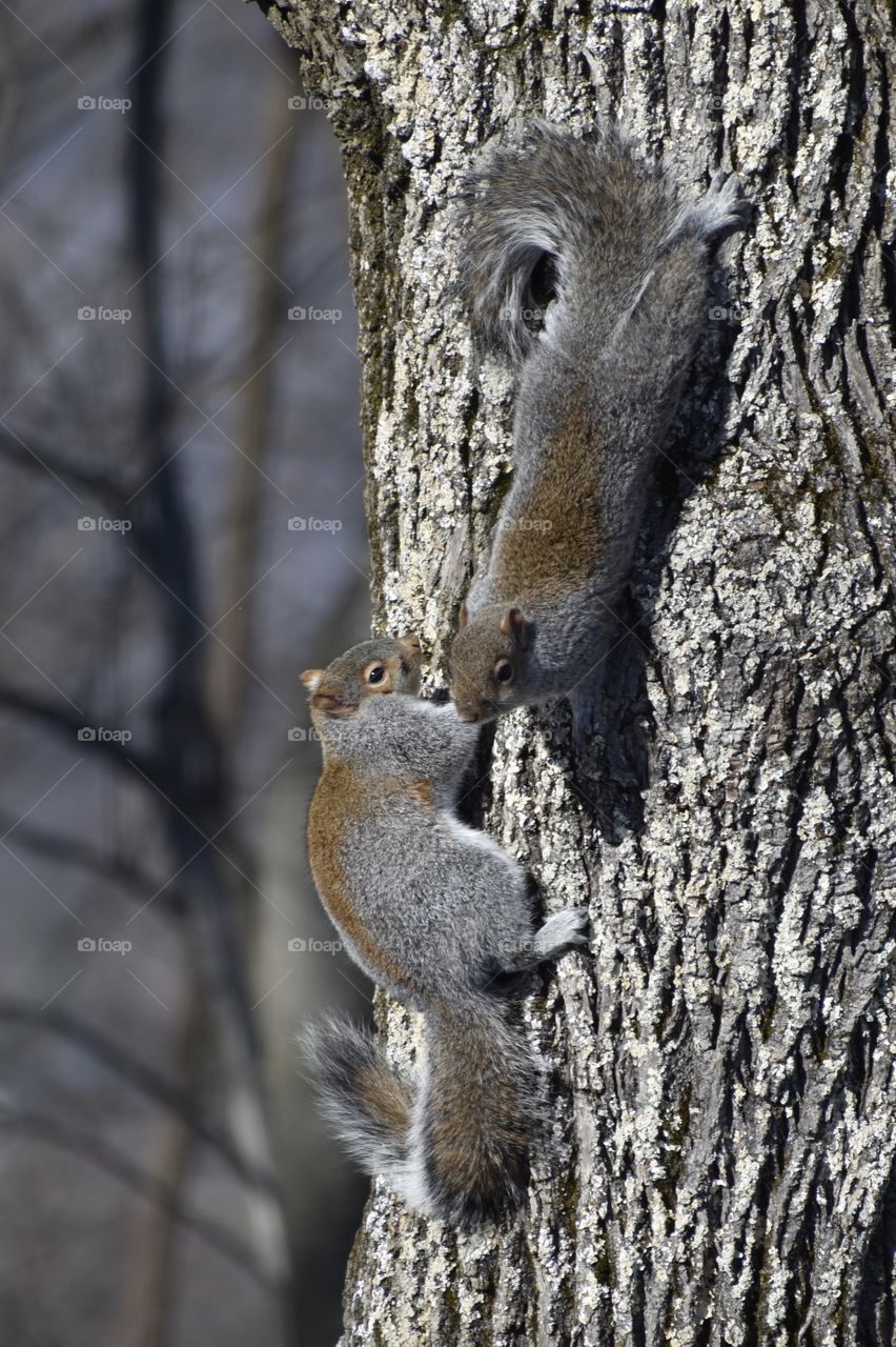 Two Squirrels 