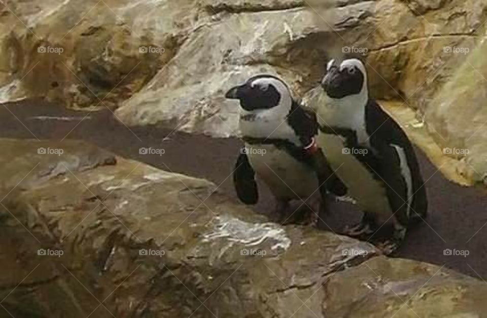 Penguin pals