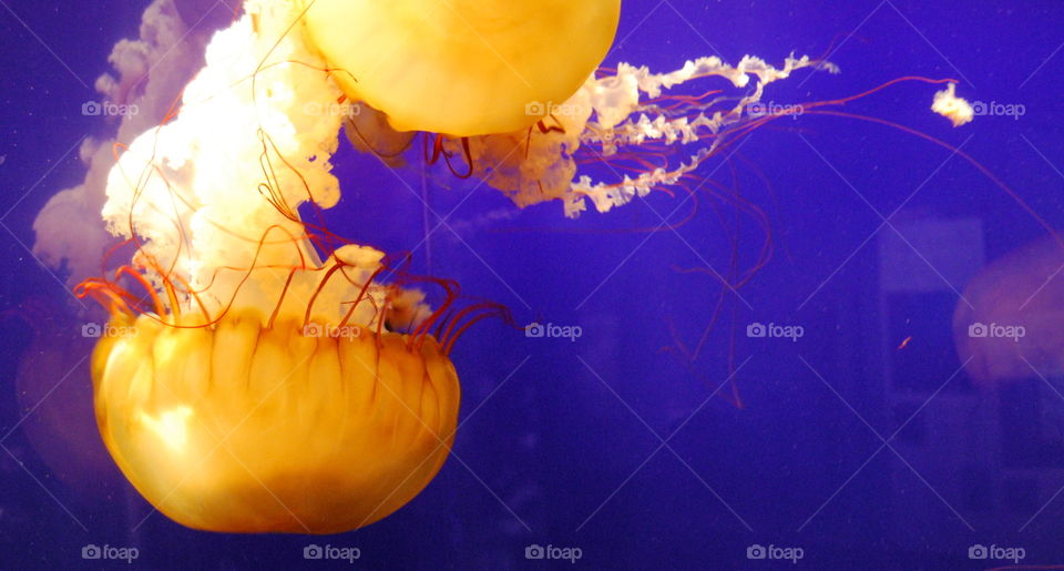 Jellyfish, No Person, Blur, Desktop, Light